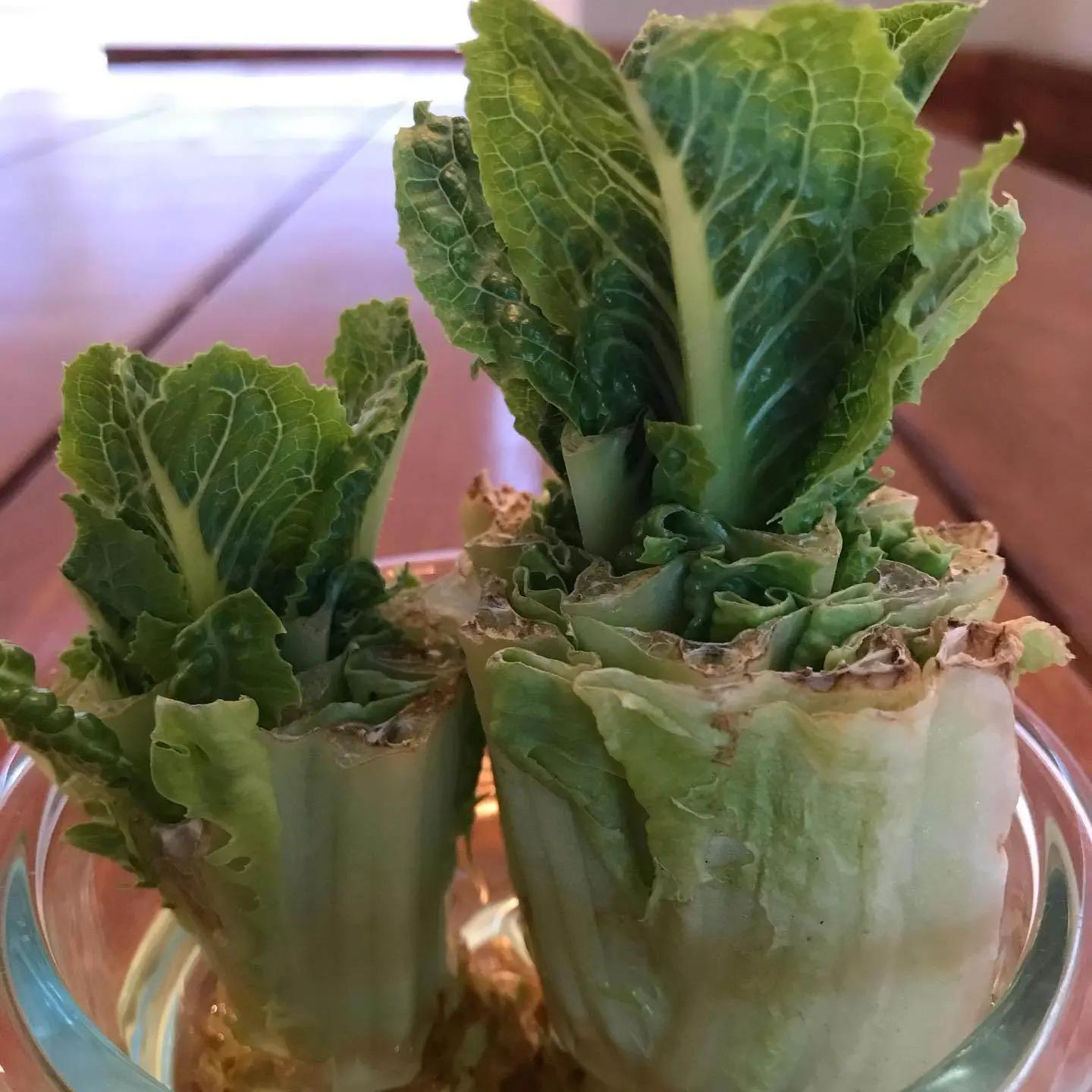 Grow Your Own Lettuce In 5 Easy Steps Homesteading And Hungry