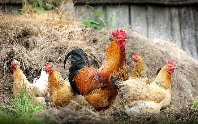 How to Forage Wild food to Feed Your Chickens