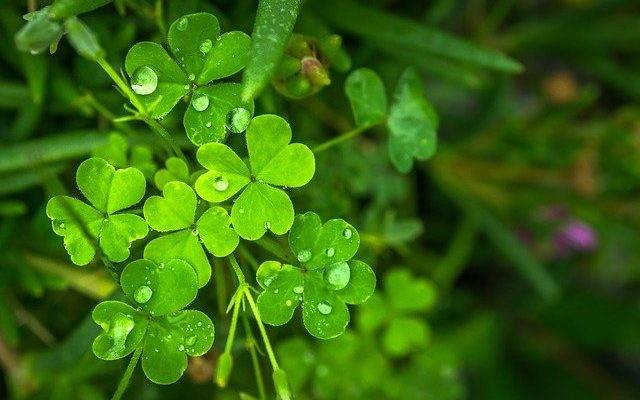 St. Patrick’s Day ideas kids will love