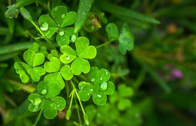 St. Patrick’s Day ideas kids will love