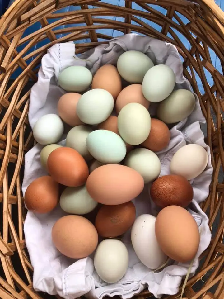 Getting started with chickens on the Homestead or Hobby Farm