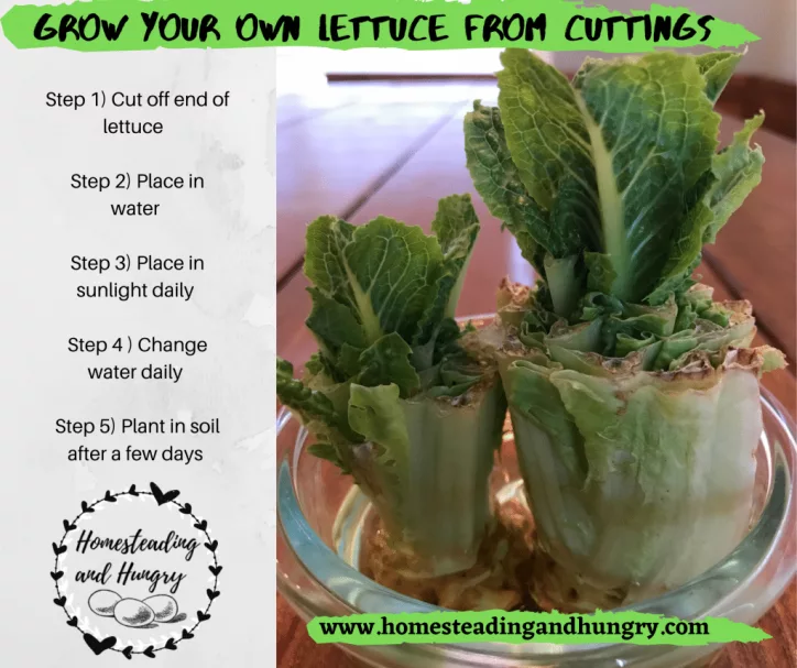 How to Cut Lettuce {Step-by-step Tutorial} - FeelGoodFoodie