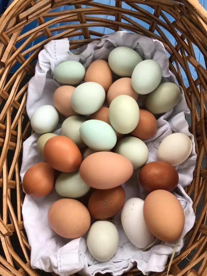 Egg Run, Egg Storage for Backyard Chickens