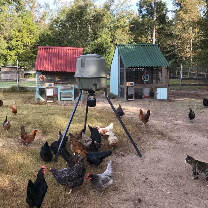 Getting started with chickens on the Homestead or Hobby Farm - Homesteading  and Hungry